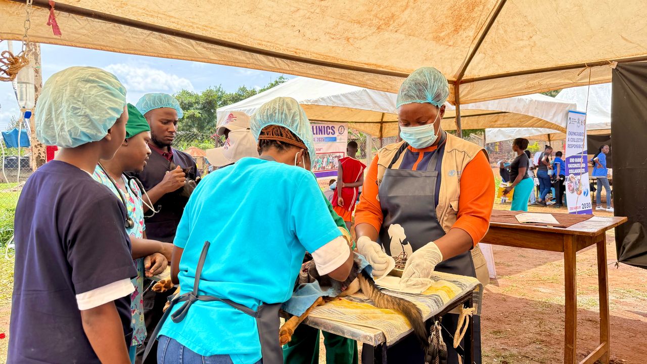 A veterinarian attending to an animal.